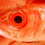 red herring fish photo